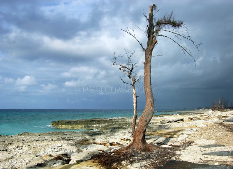 The Ghost Tree