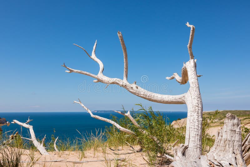 An ancient, weathered tree, rises from the sands of Sleeping Bear Dunes. Lake Michigan and South Manitou Island can be seen in the distance. This tree is part of the dunes `Ghost Forest`. An ancient, weathered tree, rises from the sands of Sleeping Bear Dunes. Lake Michigan and South Manitou Island can be seen in the distance. This tree is part of the dunes `Ghost Forest`