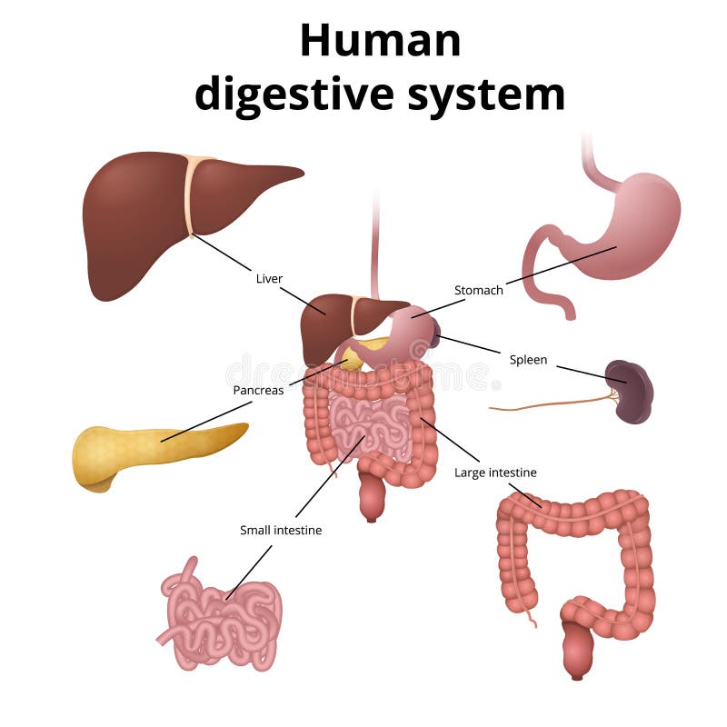GI tract organs stock vector. Illustration of biology - 82339052