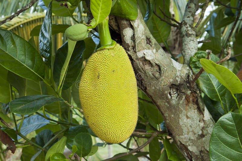 Giaca matura in fogliame verde Nangka Grandi frutta tropicale, rami e foglie immagine stock libera da diritti Giaca matura in fogliame verde Nangka Grandi frutta tropicale, rami e foglie immagine stock libera da diritti