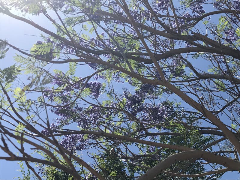 Giacaranda. Un albero di jacaranda mimosifolia con fiori di indigo blu pallido