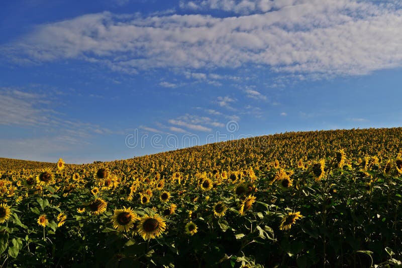 Giacimenti del girasole fotografia stock Giacimenti del girasole fotografia stock