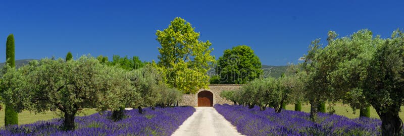 Giacimenti della lavanda in Provenza immagini stock libere da diritti Giacimenti della lavanda in Provenza immagini stock libere da diritti