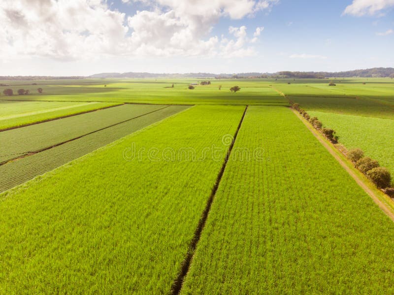 Giacimenti e paesaggio australiani della canna da zucchero fotografie stock libere da diritti Giacimenti e paesaggio australiani della canna da zucchero fotografie stock libere da diritti