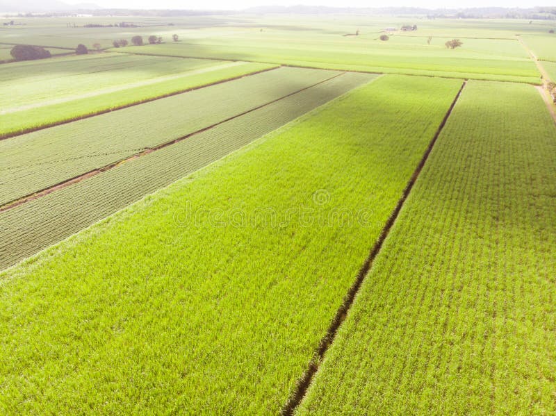 Giacimenti e paesaggio australiani della canna da zucchero fotografia stock libera da diritti Giacimenti e paesaggio australiani della canna da zucchero fotografia stock libera da diritti