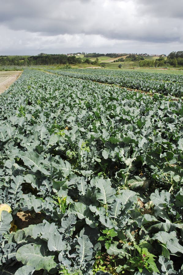 Image of broccoli field on a farm. Image of broccoli field on a farm