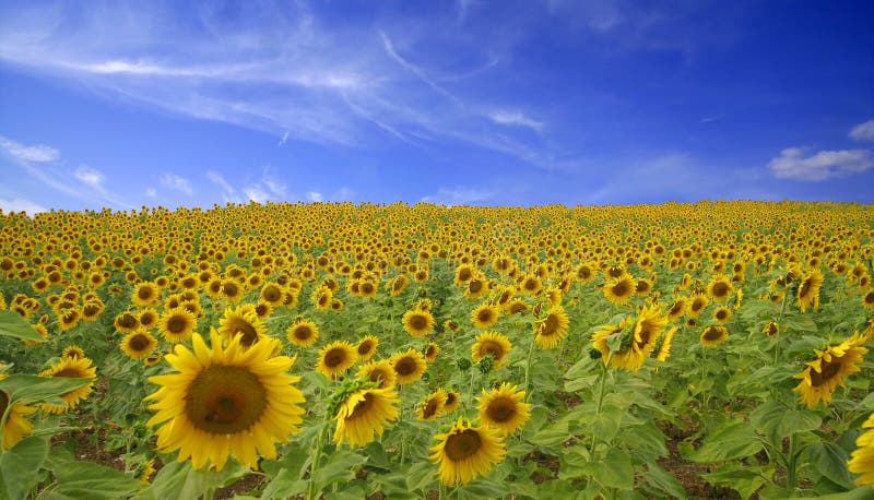 A sunflower field on a hill with blue sky. A sunflower field on a hill with blue sky.