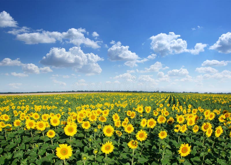 Sunflower field on a blue sky background. Sunflower field on a blue sky background.