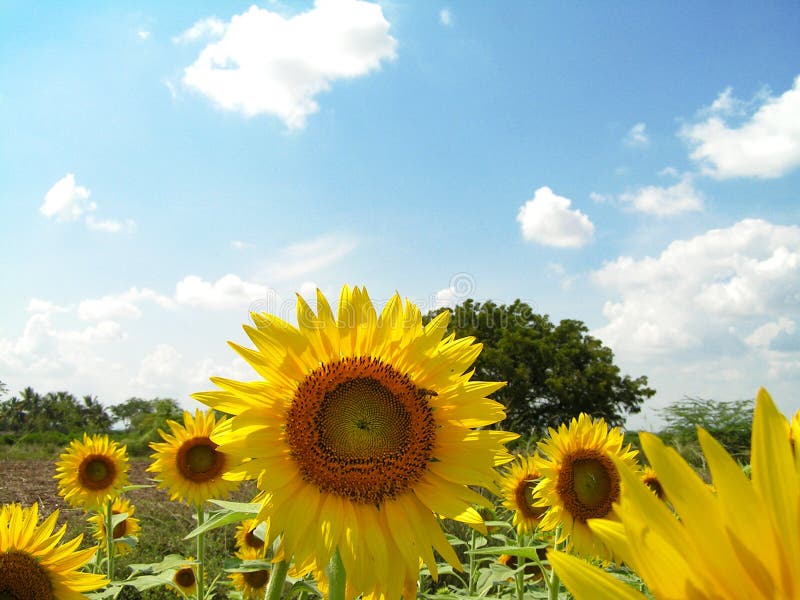 Sunflower field with blue sky. Sunflower field with blue sky