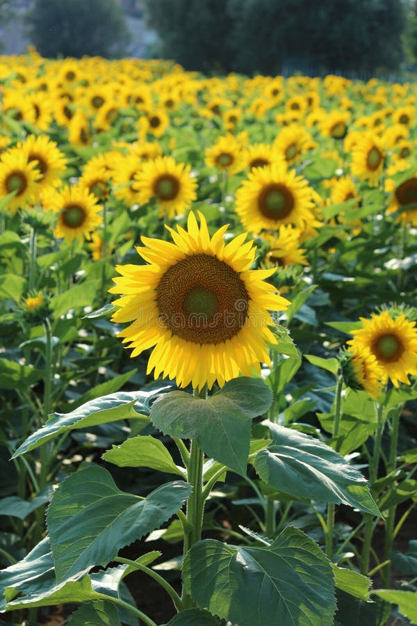 Giacimento del girasole fotografia stock libera da diritti Giacimento del girasole fotografia stock libera da diritti