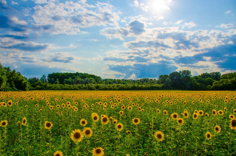 Sunflower field landscape in summer. Sunflower field landscape in summer.