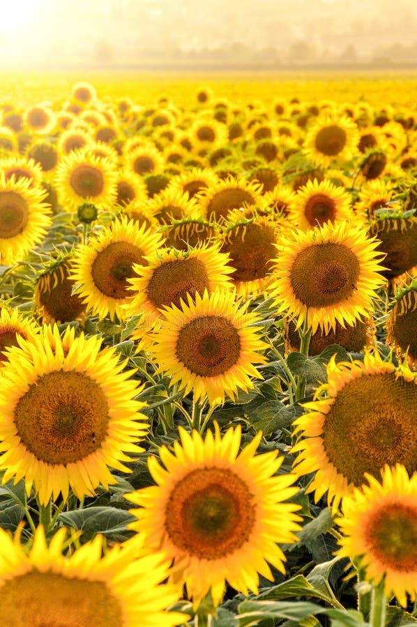 Giacimento del girasole al tramonto fotografia stock Giacimento del girasole al tramonto fotografia stock