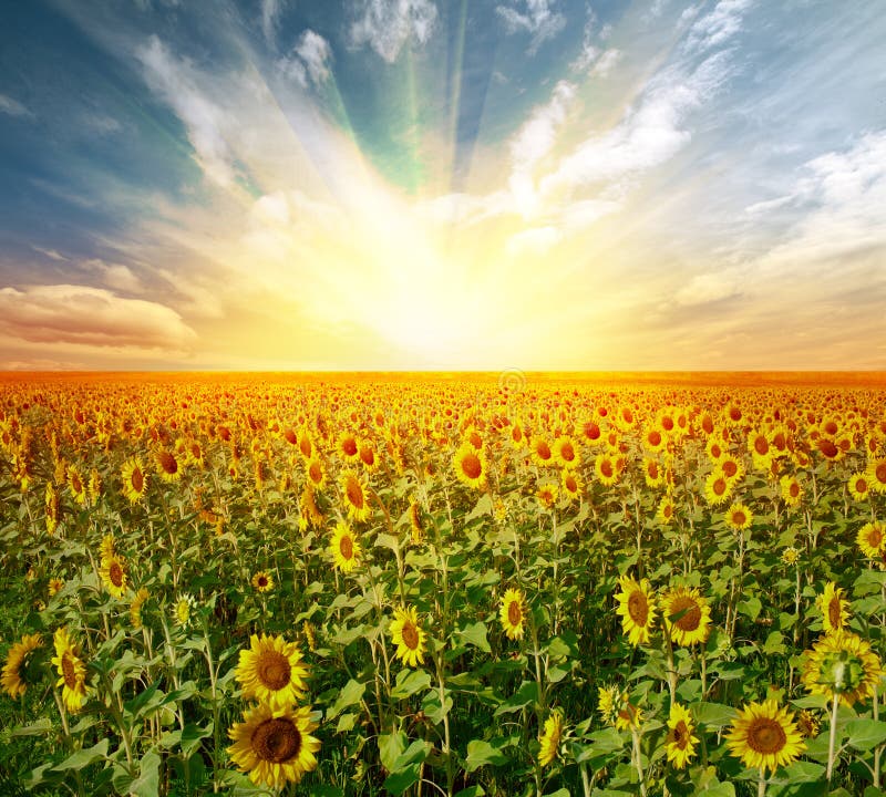 Landscape sunflower field on sunset. Landscape sunflower field on sunset