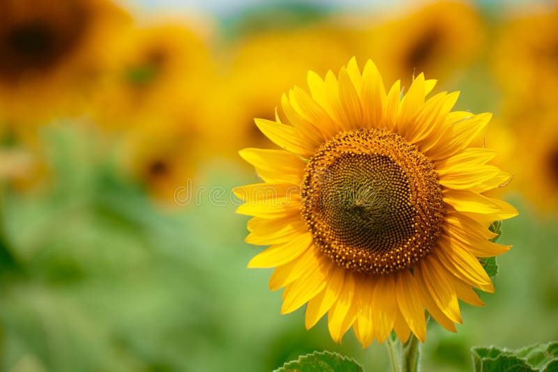 Giacimento del girasole - fiori gialli luminosi, bello paesaggio di estate immagine stock libera da diritti Giacimento del girasole - fiori gialli luminosi, bello paesaggio di estate immagine stock libera da diritti