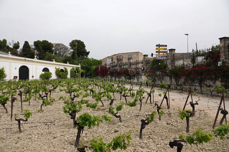 Giacimento dell'uva dello sherry a Jerez de la Frontera in Andalusia, Spagna fotografia stock libera da diritti Giacimento dell'uva dello sherry a Jerez de la Frontera in Andalusia, Spagna fotografia stock libera da diritti