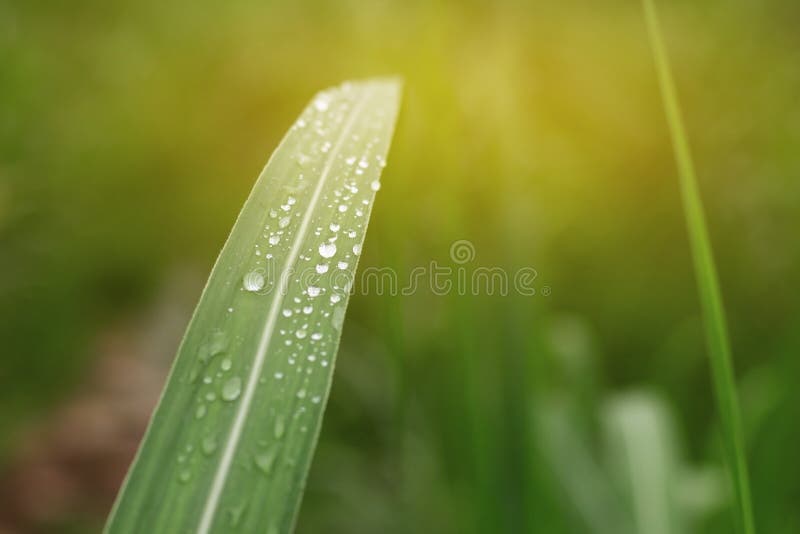 Giacimento della canna da zucchero con luce morbida fotografia stock Giacimento della canna da zucchero con luce morbida fotografia stock