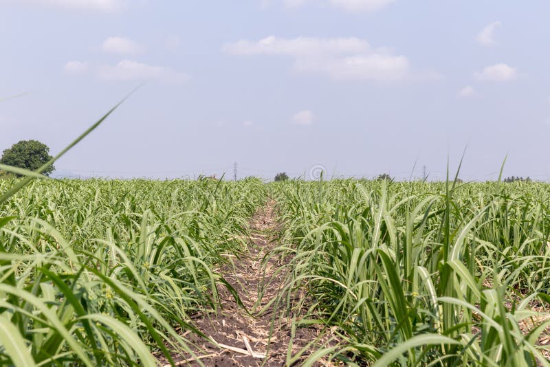 Giacimento della canna da zucchero E fotografia stock libera da diritti Giacimento della canna da zucchero E fotografia stock libera da diritti
