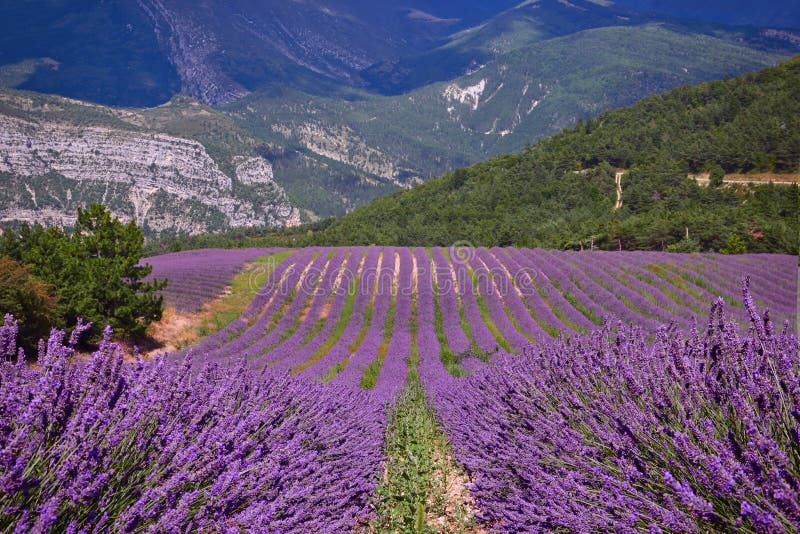 Giacimento della lavanda fotografie stock libere da diritti Giacimento della lavanda fotografie stock libere da diritti