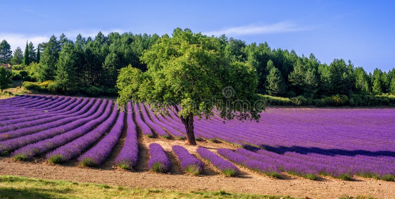 Giacimento della lavanda con un albero in Provenza, Francia fotografie stock libere da diritti Giacimento della lavanda con un albero in Provenza, Francia fotografie stock libere da diritti