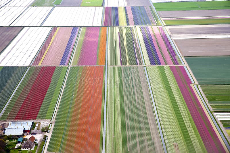 Giacimento di fiore Colourful da sopra fotografia stock libera da diritti Giacimento di fiore Colourful da sopra fotografia stock libera da diritti