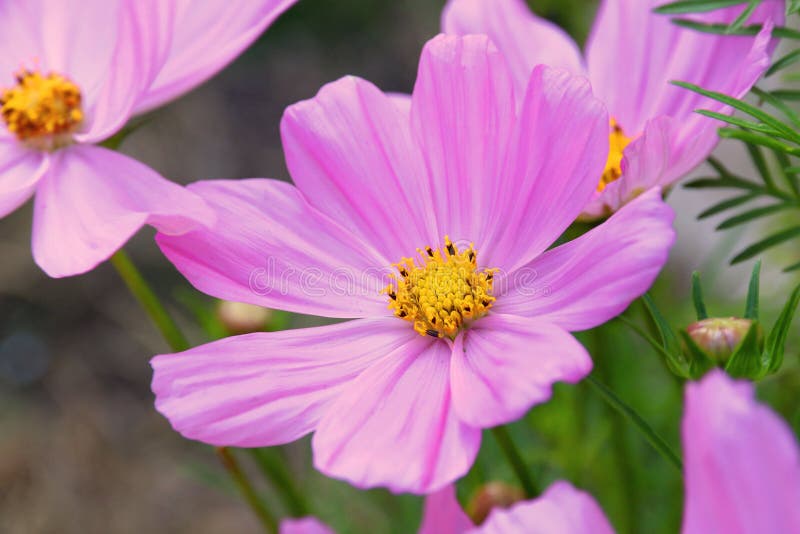 Giacimento di fiore di rosa di Flowerfield di sonata dell'universo immagini stock libere da diritti Giacimento di fiore di rosa di Flowerfield di sonata dell'universo immagini stock libere da diritti