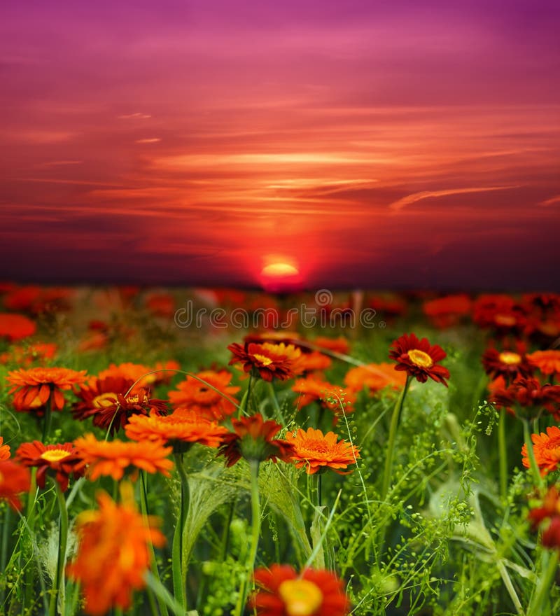 Giacimento di fiore di tramonto immagini stock libere da diritti Giacimento di fiore di tramonto immagini stock libere da diritti