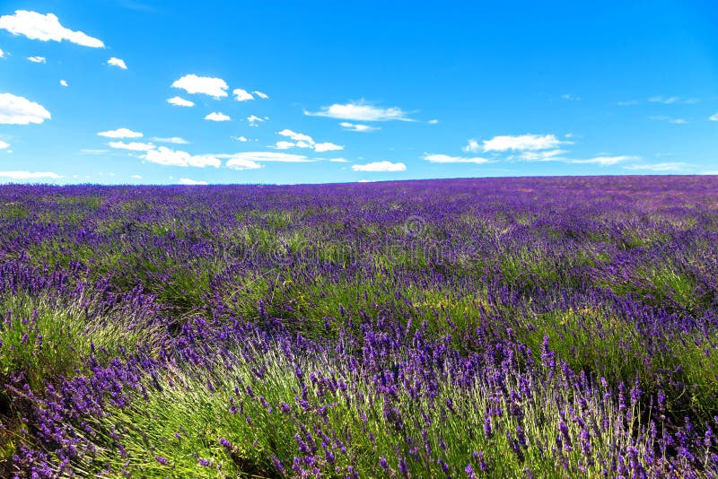 Giacimento di fioritura della lavanda ed il cielo blu fotografia stock Giacimento di fioritura della lavanda ed il cielo blu fotografia stock