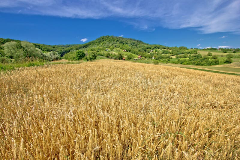 Giacimento di grano agricolo del paesaggio sulla collina verde fotografia stock Giacimento di grano agricolo del paesaggio sulla collina verde fotografia stock