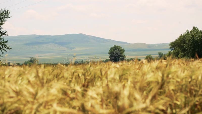 Giacimento di grano con gli alberi e le montagne sui precedenti soffiati dal vento delicato