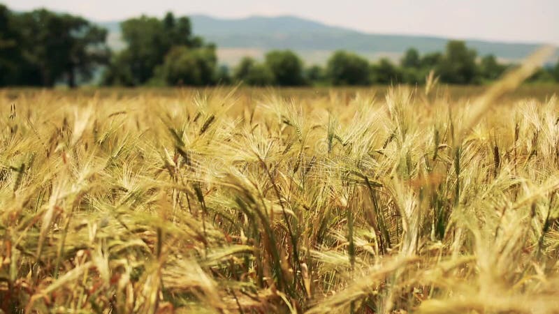 Giacimento di grano con gli alberi e le montagne sui precedenti soffiati dal vento delicato - grano a fuoco