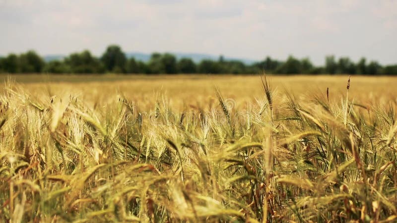 Giacimento di grano con gli alberi e le montagne sui precedenti soffiati dal vento delicato - grano a fuoco