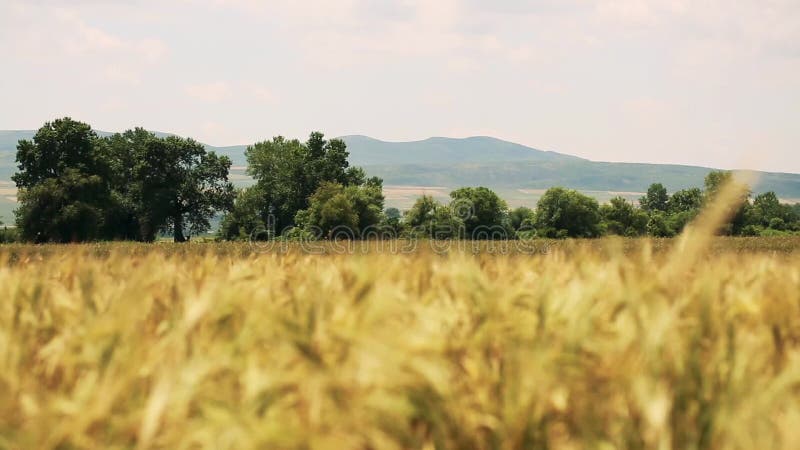 Giacimento di grano con gli alberi e le montagne sui precedenti soffiati dal vento delicato - gli alberi sono a fuoco