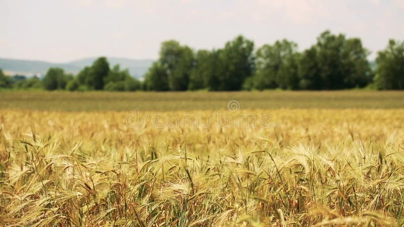 Giacimento di grano con gli alberi sui precedenti soffiati dal vento