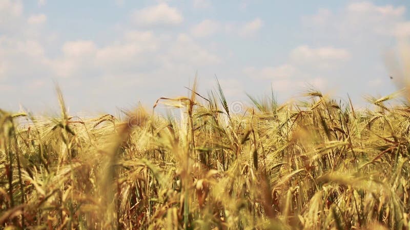 Giacimento di grano con il cielo sui precedenti soffiati dal vento delicato