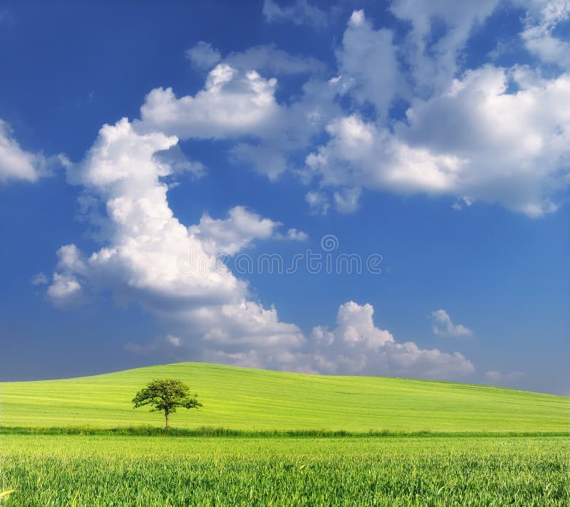 Giacimento di grano con l'albero ed il cielo blu soli fotografia stock Giacimento di grano con l'albero ed il cielo blu soli fotografia stock