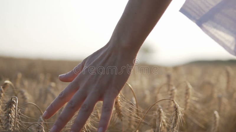 Giacimento di grano contro il tramonto