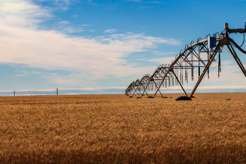 Giacimento di grano dorato con il sistema di innaffiatura di irrigazione e cielo blu con le nuvole fotografie stock Giacimento di grano dorato con il sistema di innaffiatura di irrigazione e cielo blu con le nuvole fotografie stock