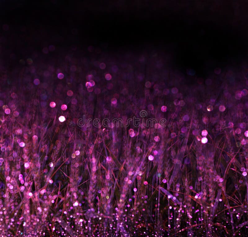 Wheat field and purple bokeh lights. filtered image pic. Wheat field and purple bokeh lights. filtered image pic