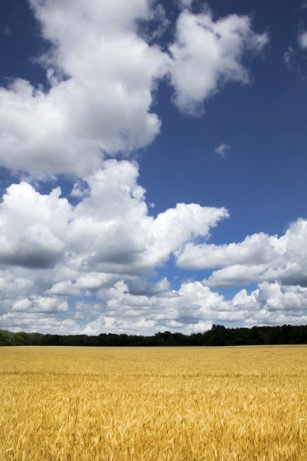 Giacimento di grano giallo dorato luminoso sotto cielo blu e le nuvole profondi fotografie stock libere da diritti Giacimento di grano giallo dorato luminoso sotto cielo blu e le nuvole profondi fotografie stock libere da diritti