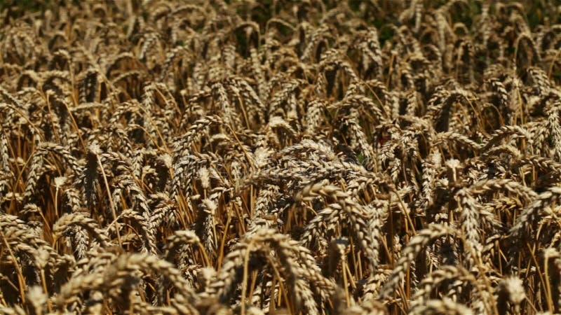 Giacimento di grano maturo il giorno di estate caldo