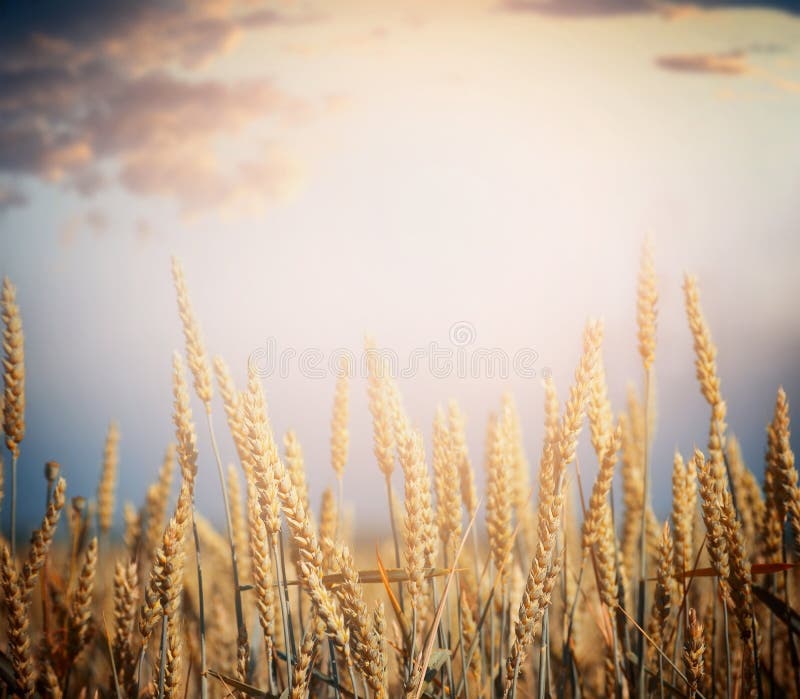 Giacimento di grano maturo sulla stagione del raccolto sopra il fondo del cielo