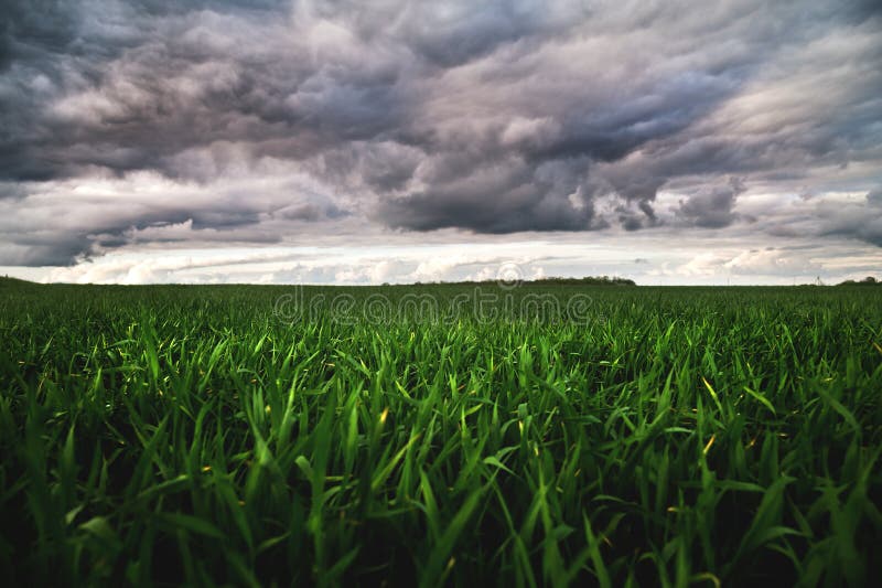 Giacimento di grano verde con le nuvole basse e le nuvole drammatiche dopo il tramonto Contrasto ricco immagini stock libere da diritti Giacimento di grano verde con le nuvole basse e le nuvole drammatiche dopo il tramonto Contrasto ricco immagini stock libere da diritti