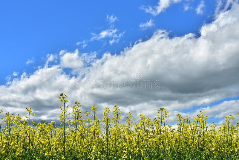 Giacimento giallo del Canola e cielo nuvoloso fotografia stock libera da diritti Giacimento giallo del Canola e cielo nuvoloso fotografia stock libera da diritti
