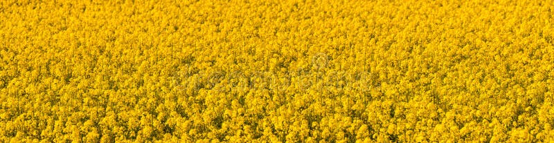 Giacimento giallo del colza oleifero Panorama immagine stock libera da diritti Giacimento giallo del colza oleifero Panorama immagine stock libera da diritti