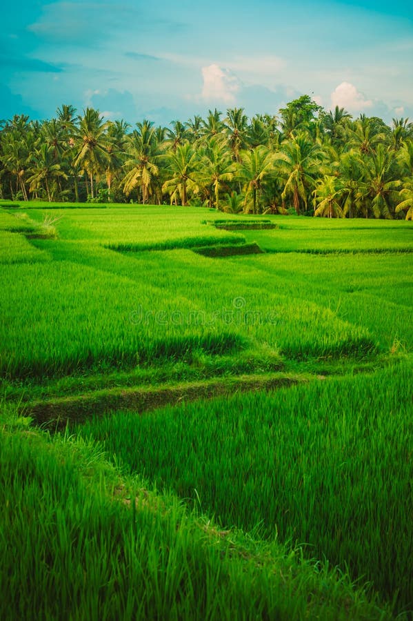 Giacimento a terrazze verde del riso Fondo del paesaggio della natura Ubud sedere fotografia stock Giacimento a terrazze verde del riso Fondo del paesaggio della natura Ubud sedere fotografia stock