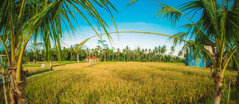 Giacimento a terrazze verde del riso Fondo del paesaggio della natura Ubud sedere fotografia stock Giacimento a terrazze verde del riso Fondo del paesaggio della natura Ubud sedere fotografia stock