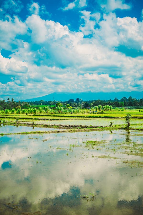 Giacimento a terrazze verde del riso Fondo del paesaggio della natura Ubud sedere fotografia stock Giacimento a terrazze verde del riso Fondo del paesaggio della natura Ubud sedere fotografia stock