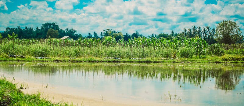 Giacimento a terrazze verde del riso Fondo del paesaggio della natura Ubud sedere fotografia stock Giacimento a terrazze verde del riso Fondo del paesaggio della natura Ubud sedere fotografia stock