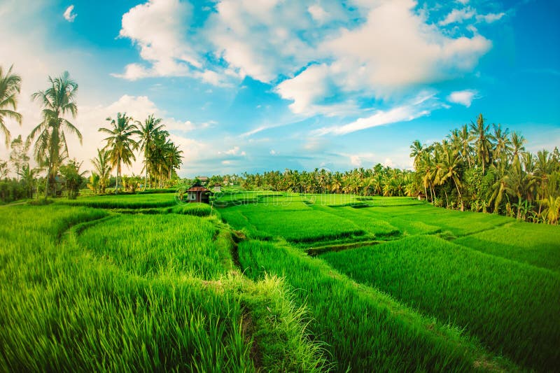 Giacimento a terrazze verde del riso Fondo del paesaggio della natura Ubud sedere immagine stock libera da diritti Giacimento a terrazze verde del riso Fondo del paesaggio della natura Ubud sedere immagine stock libera da diritti