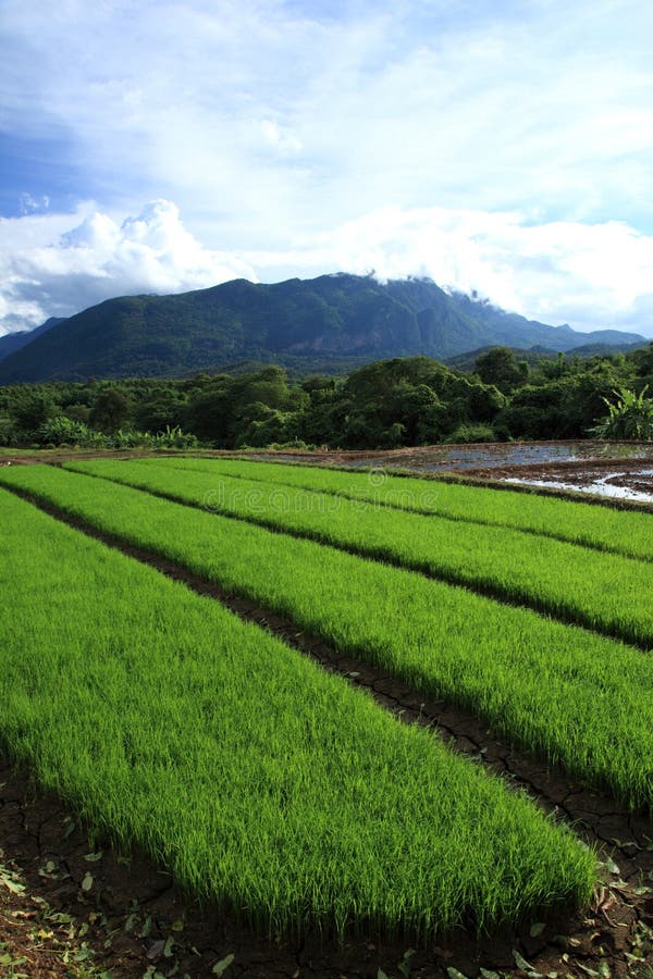 Giacimento verde del riso in campagna, Chiang Mai, Tailandia